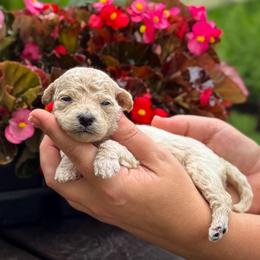 Firecracker - Apricot male Goldendoodle puppy in Wharton, Texas from Little Fur Friends