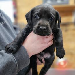 Chase - Black Collar - Black male Labrador Retriever puppy in Boyd, Minnesota from Lindley Labradors
