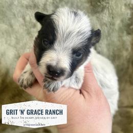 Australian Cattle Dog Puppies from Grit ‘n’ Grace Ranch