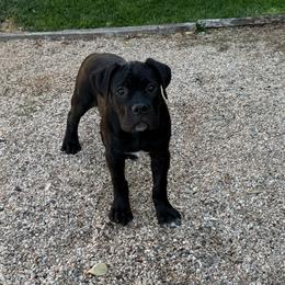 Midnight - Black female Cane Corso puppy in Utah from 3Lake Kennelz