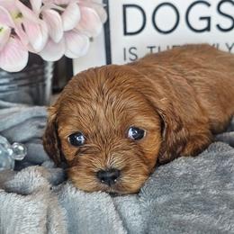 Auburn - Red male Cavapoo puppy in Decatur, Illinois from Petite Pups