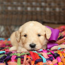 Australian Labradoodle, Bernedoodle, and Goldendoodle Puppies from Golden Fields Doodles