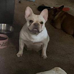 French Bulldog puppies from Ruff it up frenchies