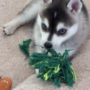 Alaskan Klee Kai Puppies from Whitesel Klee Kais