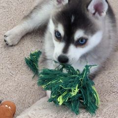 Alaskan Klee Kai Puppies from Whitesel Klee Kais