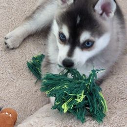 Alaskan Klee Kai Puppies from Whitesel Klee Kais