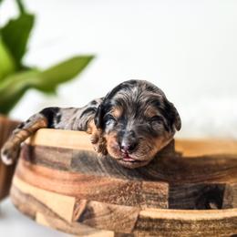 Ophelia - Merle female Bernedoodle puppy in Gaylord, Michigan from Dog Mom Co. Doodles