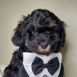 Boy 3 - Schnoodle puppy in Leitchfield, Kentucky from Eveleigh Acres Puppies