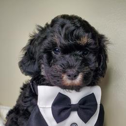 Boy 3 - Schnoodle puppy in Leitchfield, Kentucky from Eveleigh Acres Puppies
