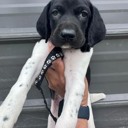 Black - Black and white male German Shorthaired Pointer puppy in Newton Grove, North Carolina from Wayalife Labradors & Gsp’s