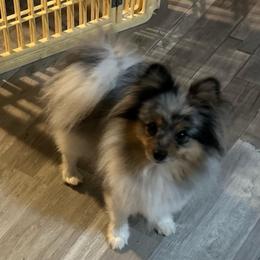 Roxy - Pomeranian