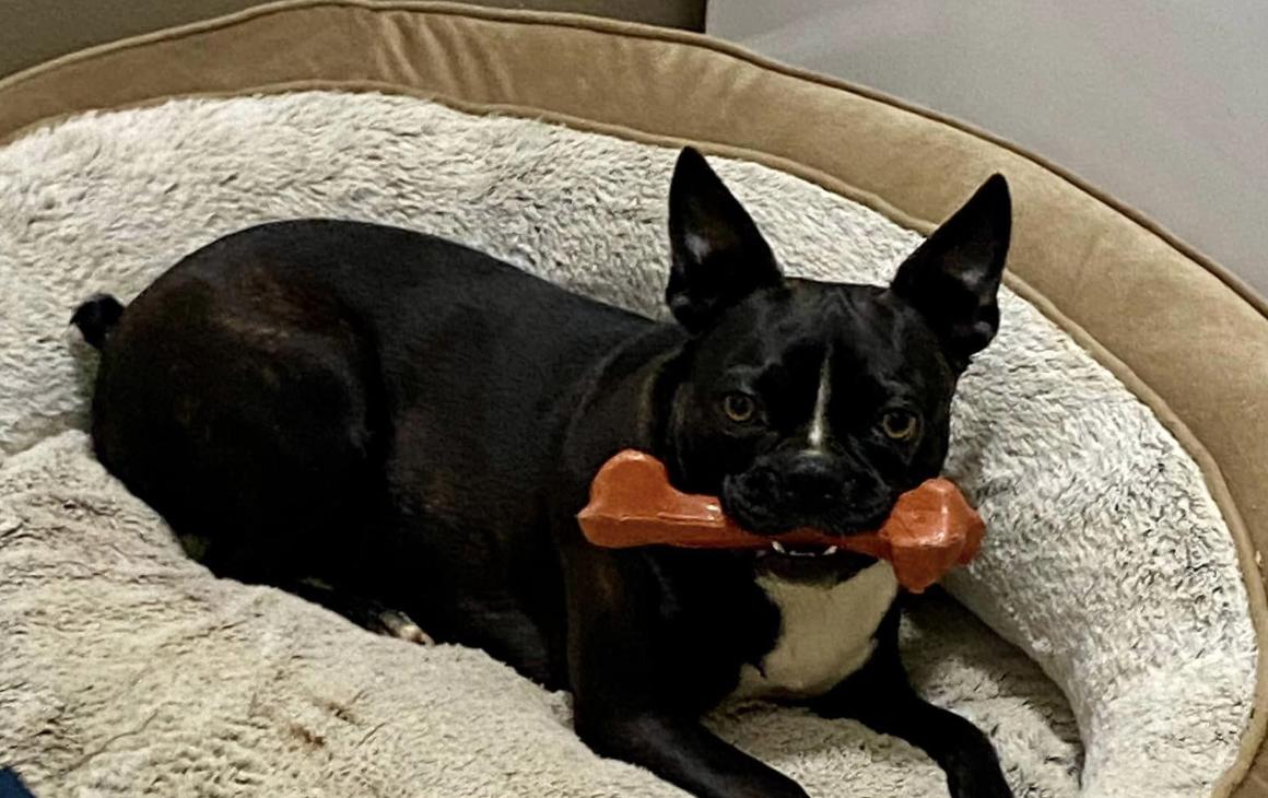 Kimbo’s Bostons in Arkansas Boston Terrier puppies Good Dog