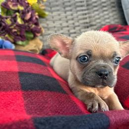 Fawn Boy - Fawn male French Bulldog puppy in Vineland, New Jersey from Corgis at the Jersey Shore/Frenchie Connection