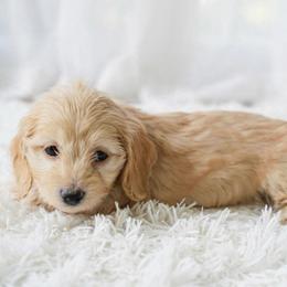 Casey silky - Red female Dachshund puppy in Richmond, Virginia from Irresistible Dachshunds & Cavaliers