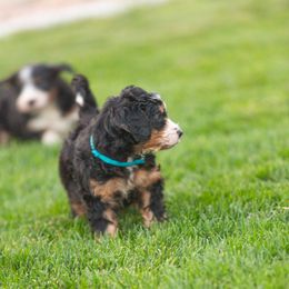 Bernedoodle and Goldendoodle Puppies from Sunnydoodle Utah