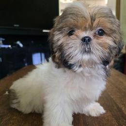 Layla - Brindle female Shih Tzu puppy in Stroudsburg, Pennsylvania from Puppyville Pa Shih Tzu & frenchies