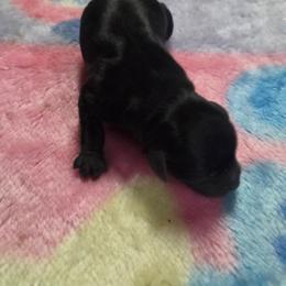 Angela - Black female Miniature Schnauzer puppy in Elgin, Iowa from Firefly Stables
