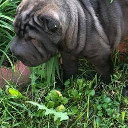 Chinese Shar-Pei from Durenda Springer- Barber