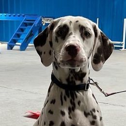 Dalmatians from Dalmatians at Tiffani’s