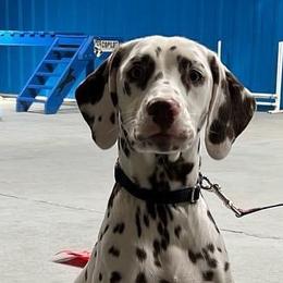 Dalmatians from Dalmatians at Tiffani’s