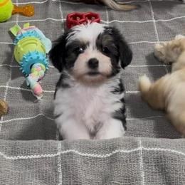Cookies and Cream 'Cookie' - Black female Morkie puppy in Tucson, Arizona from Sun-Kissed Morkies