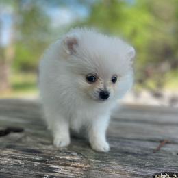 Pearl - Cream parti female Pomeranian puppy in Stuart, Virginia from Lil Aussie Posse