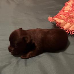 Ebony - Black female Miniature Schnauzer puppy in Huron, Tennessee from Wilma's Paw-Paw Patch