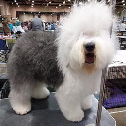 Old English Sheepdog All Grown Up from Redings Retreat