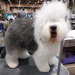Old English Sheepdog All Grown Up from Redings Retreat