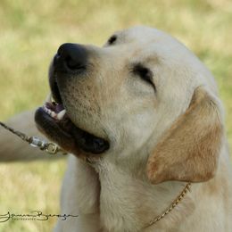 English Springer Spaniel and Labrador Retriever Puppies from Brae Kennels