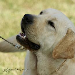English Springer Spaniel and Labrador Retriever Puppies from Brae Kennels