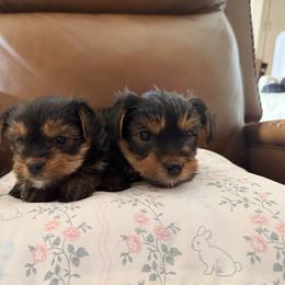 Boy blue - Black and gold male Yorkshire Terrier puppy in Wolfforth, Texas from April Hernandez