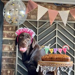 Labrador Retrievers from Hanova Labradors