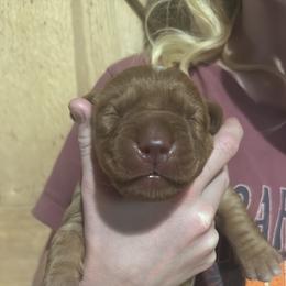 Male pick 6 - Yellow male Labrador Retriever puppy in Wardensville, West Virginia from Sager’s Labrador Puppies