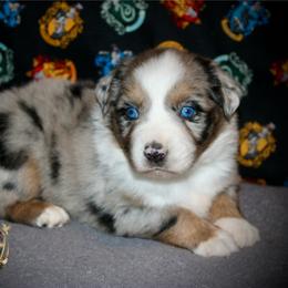 Brooke - Blue merle female Miniature Australian Shepherd puppy in El Dorado Springs, Missouri from HP Aussie Kennels