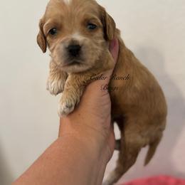 Boy 1 - Red and white male Cockapoo puppy in Waco, Texas from Cedar Ranch