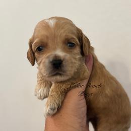 Boy 1 - Red and white male Cockapoo puppy in Waco, Texas from Cedar Ranch