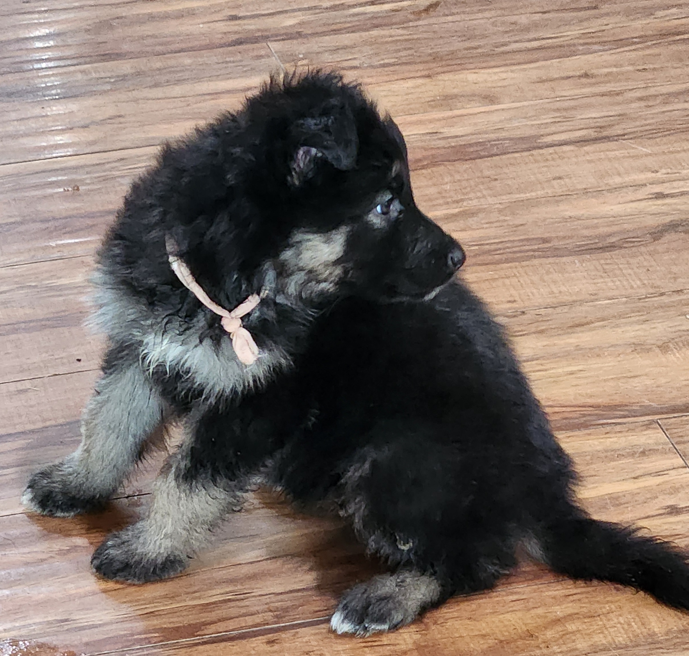 Girl 6 - Black and cream Shiloh Shepherd puppy in Charlo, Montana from IdleWilde Shilohs