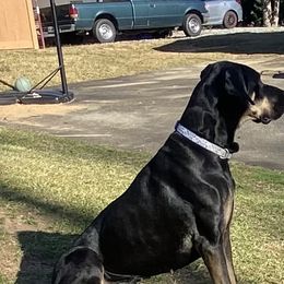 Great Danes from Pawlmetto Danes