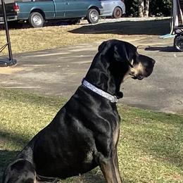 Great Danes from Pawlmetto Danes