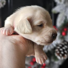 Red collar - Cream male Dachshund puppy in Pasco, Washington from Loyal Lil Dachshunds