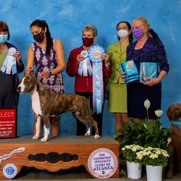 American Staffordshire Terrier All Grown Up from Aim High Kennels