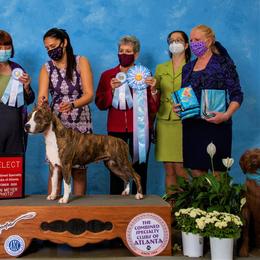 American Staffordshire Terrier All Grown Up from Aim High Kennels