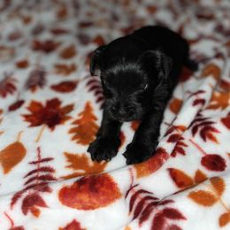 Miniature Schnauzer Puppies from Jones Fam Paws