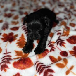 Miniature Schnauzer Puppies from Jones Fam Paws