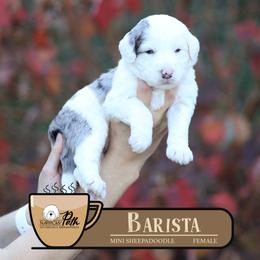 Barista - Merle female Sheepadoodle puppy in Cleveland, Tennessee from Narrow Path Old English & Sheepadoodles