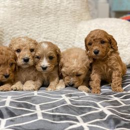 Cavapoo, Maltipoo, and Poodle Puppies from My Sweet Poodles and Doodles