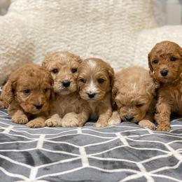 Cavapoo, Maltipoo, and Poodle Puppies from My Sweet Poodles and Doodles