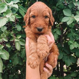 Irish Doodle Puppies from Foxrun Litters