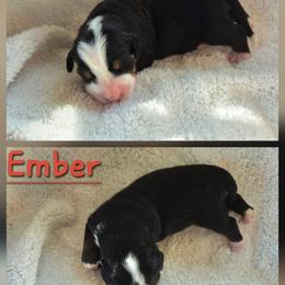 Girl 3 - Black rust and white female Bernese Mountain Dog puppy in Independence, Virginia from Chestnut Hill Bernese Mountain Dogs